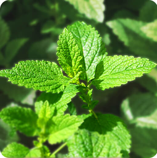 ミント